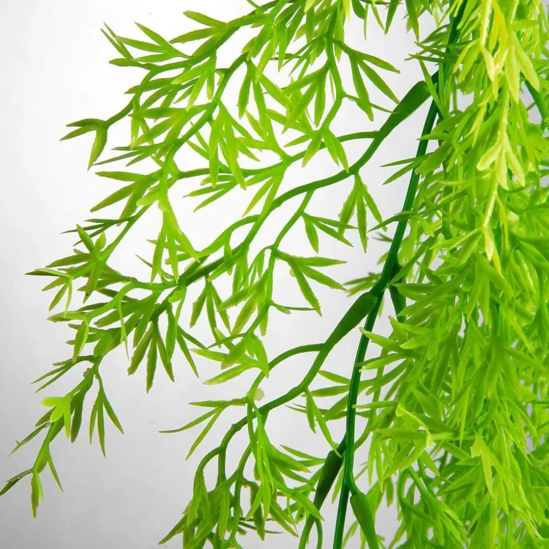 Plantas Verdes | Plantas Colgantes>DecoWoerner Colgante De Plantas Artificiales Espárragos De Sprenger , 84 Cm verde