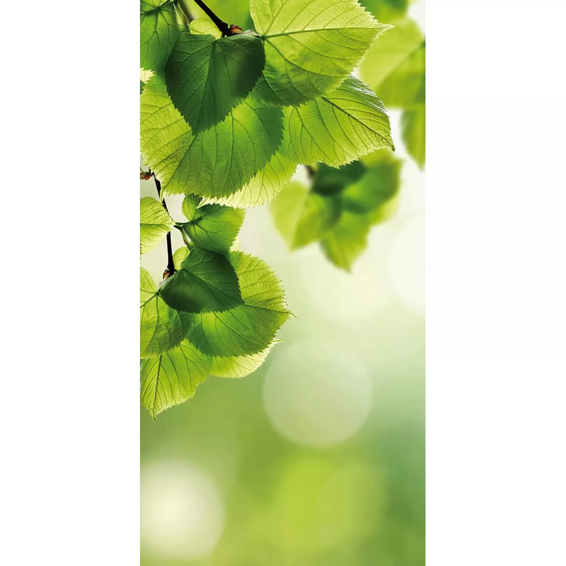 Pancartas De Primavera>DecoWoerner Pancarta De Fibra Natural Ligera Resistente A La Luz Hojas De Abedul 100 X 200 Cm verde