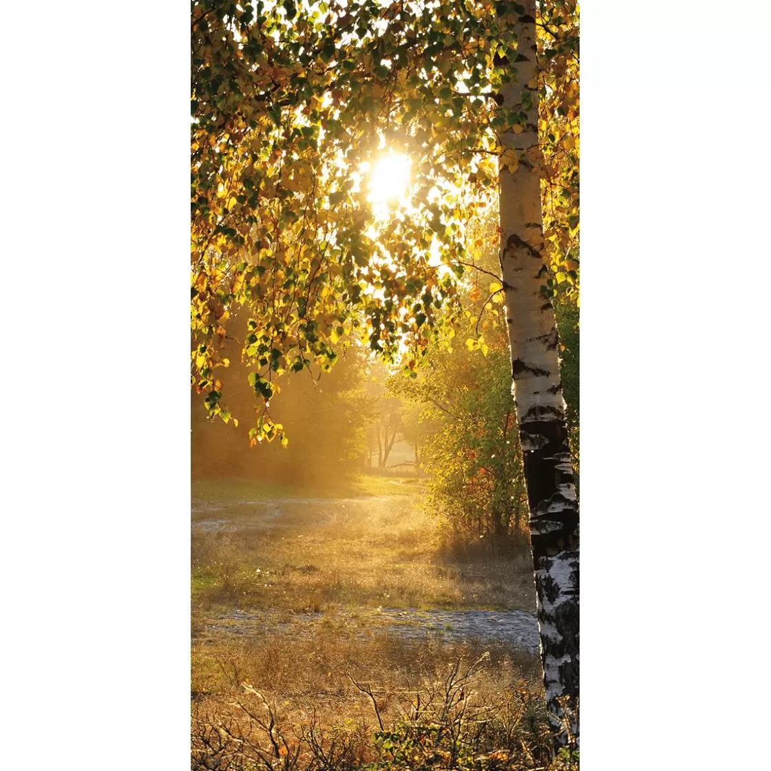 Decoración De Otoño | Pancartas De Otoño>DecoWoerner Pancarta De Tela Ignífuga "Abedules De Otoño" De Tela De Bandera 100 X 200 Cm amarillo