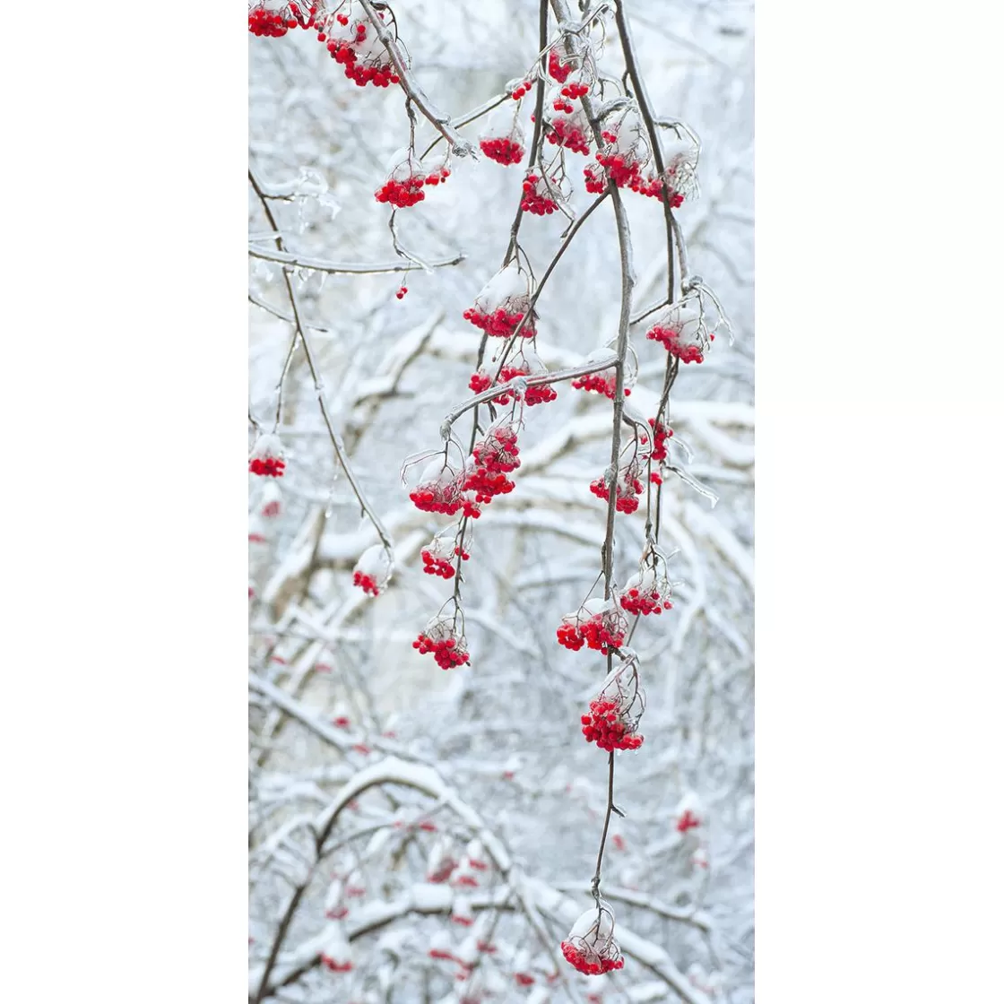 Pancartas De Navidad E Invierno>DecoWoerner Pancarta De Tela Ignífuga "Bayas De Invierno" De Tela De Bandera 100 X 200 Cm rojo