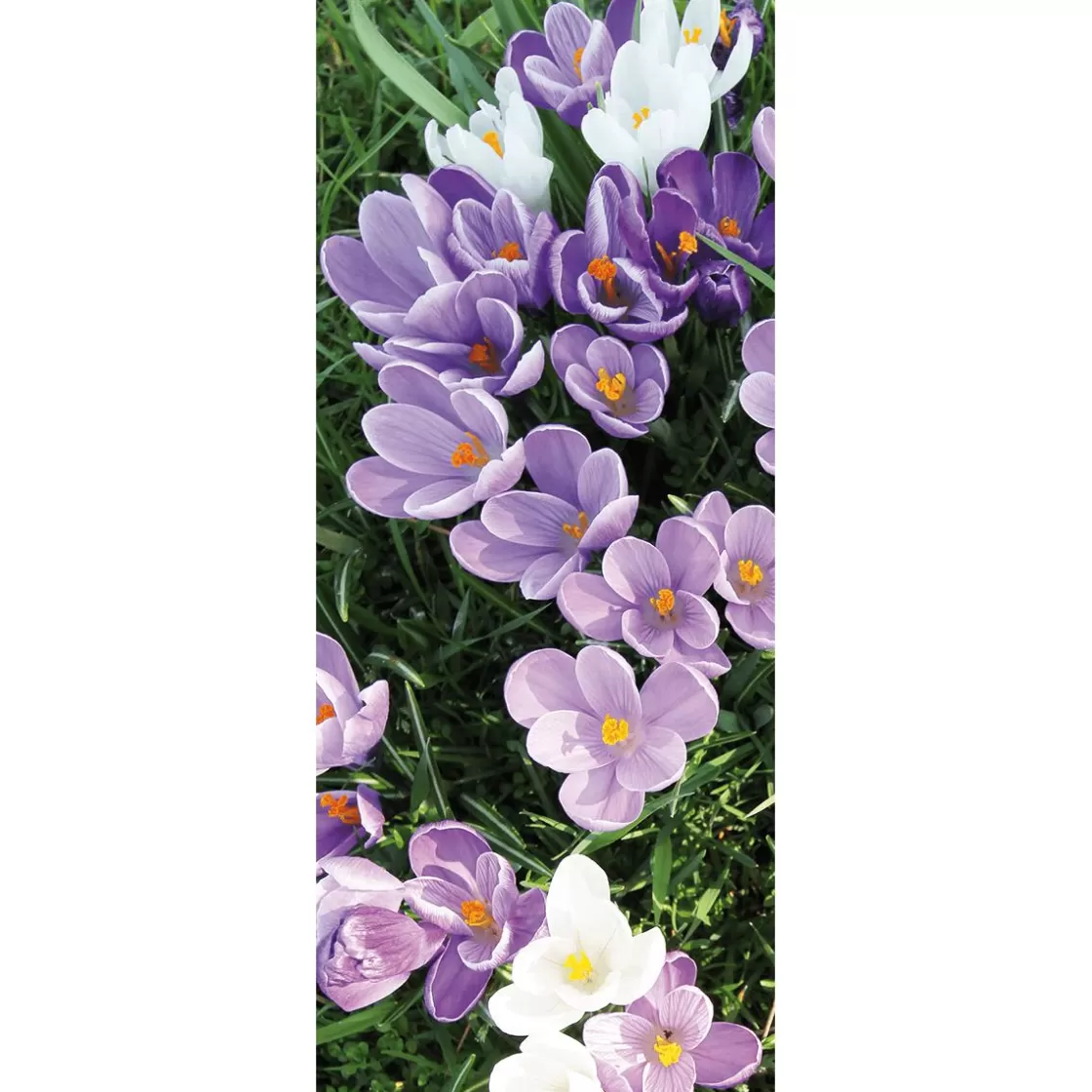 Decoración De Primavera | Pancartas De Primavera>DecoWoerner Pancarta De Tela Ignífuga Blanca Y Púrpura De Azafranes 75 X 180 Cm violeta