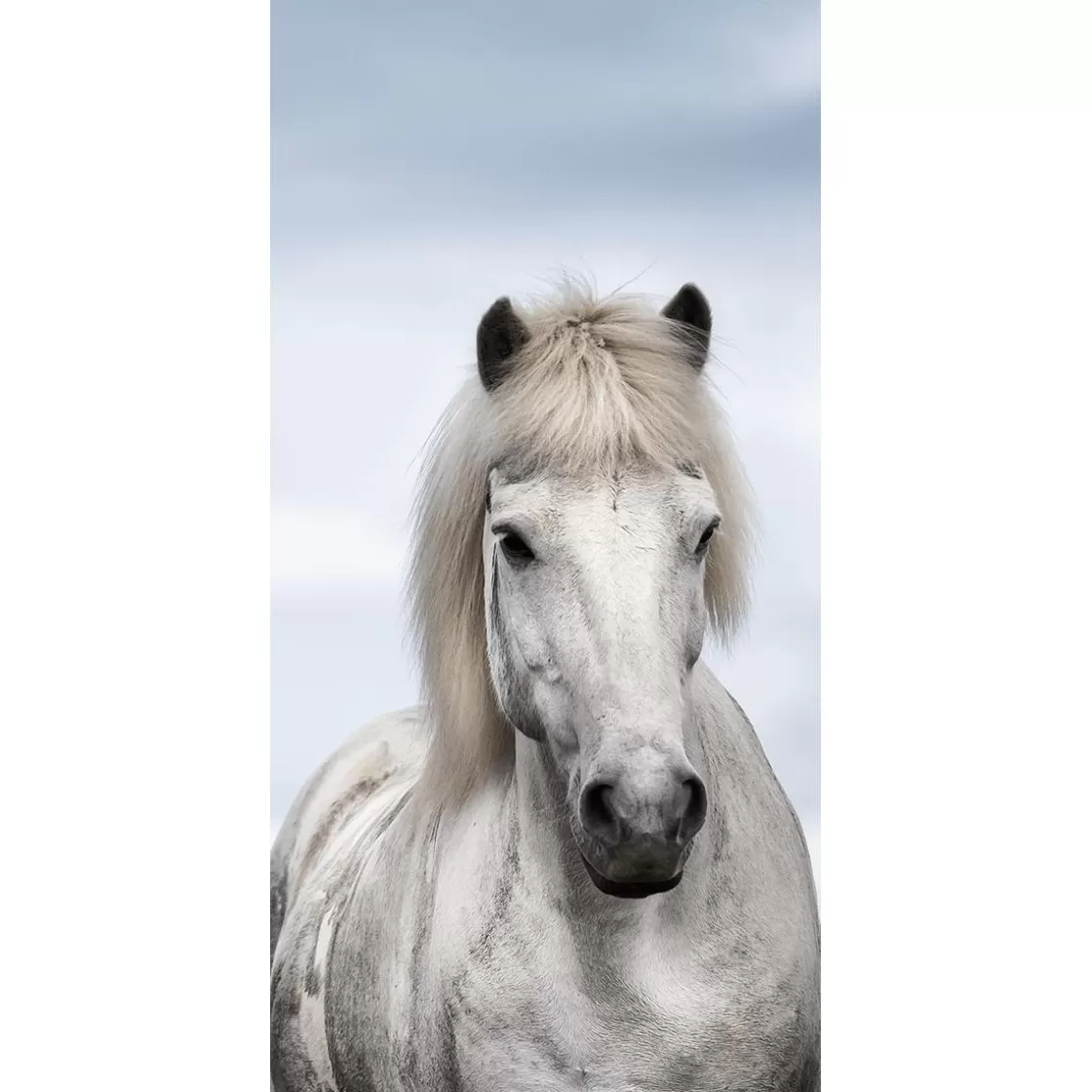 Decoración De Invierno | Pancartas De Navidad E Invierno>DecoWoerner Pancarta De Tela Ignífuga "caballo Islandés" De Tela De Bandera 100 X 200 Cm blanco