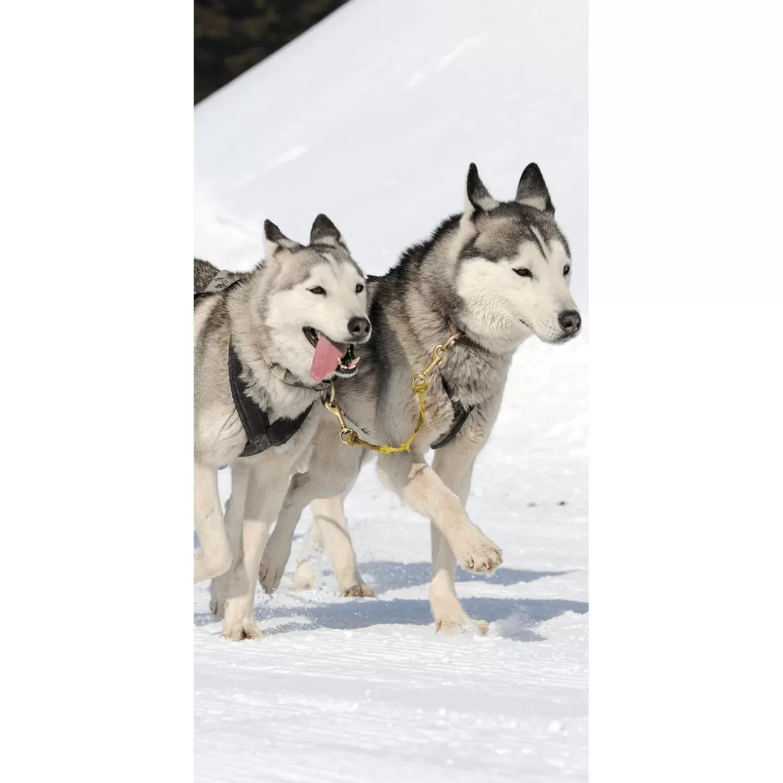Decoración De Invierno | Pancartas De Navidad E Invierno>DecoWoerner Pancarta De Tela Ignífuga "Carreras De Huskies" De Tela De Bandera 100 X 200 Cm negro