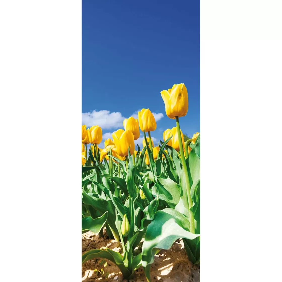 Decoración De Primavera | Pancartas De Primavera>DecoWoerner Pancarta De Tela Ignífuga De La Llama Tulipán Bandera De Tela 75 X 180 Cm amarillo