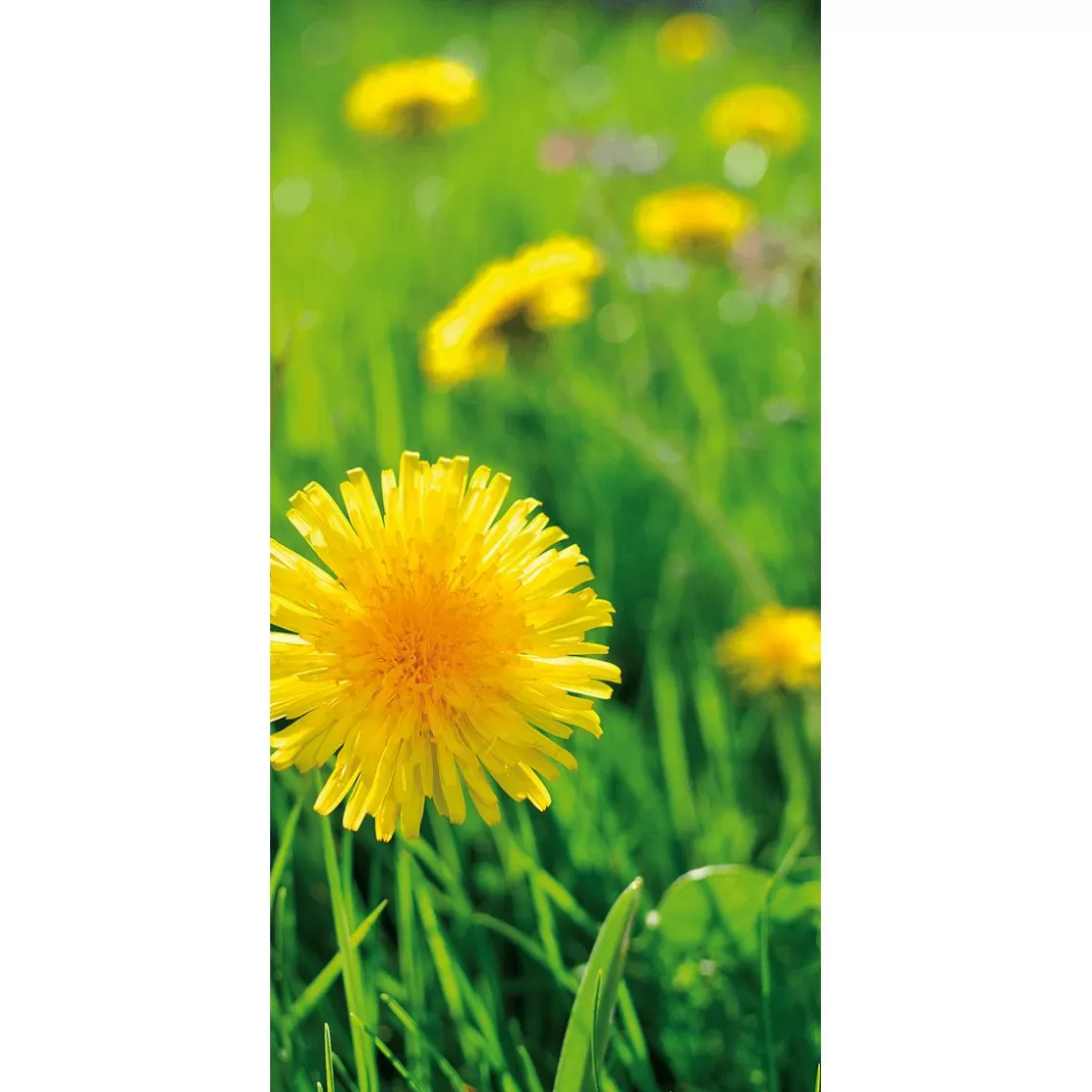 Decoración De Verano | Decoración De Primavera>DecoWoerner Pancarta De Tela Ignífuga "diente De León " De Tela De Bandera 100 X 200 Cm amarillo