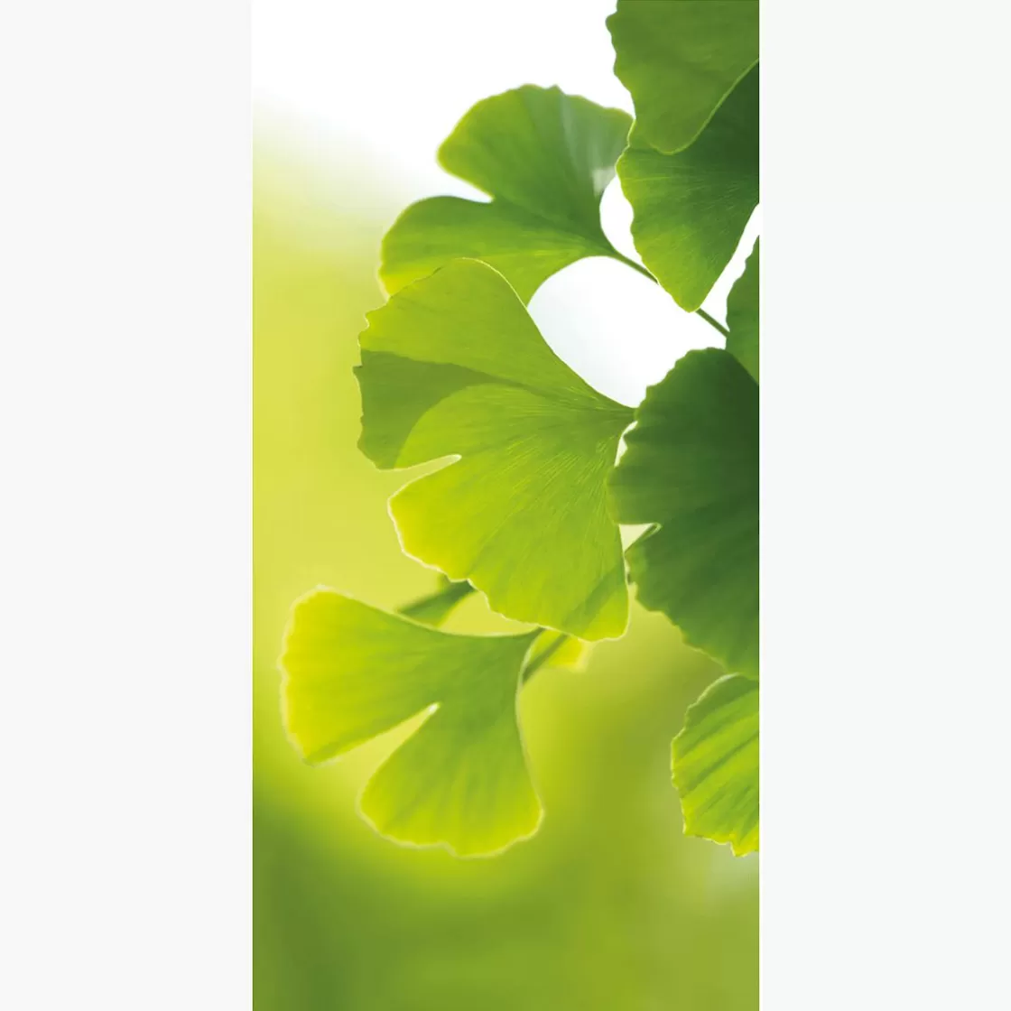 Decoración Natural | Decoración De Primavera>DecoWoerner Pancarta De Tela Ignífuga "Ginkgo" De Tela De Bandera De 100 X 200 Cm verde