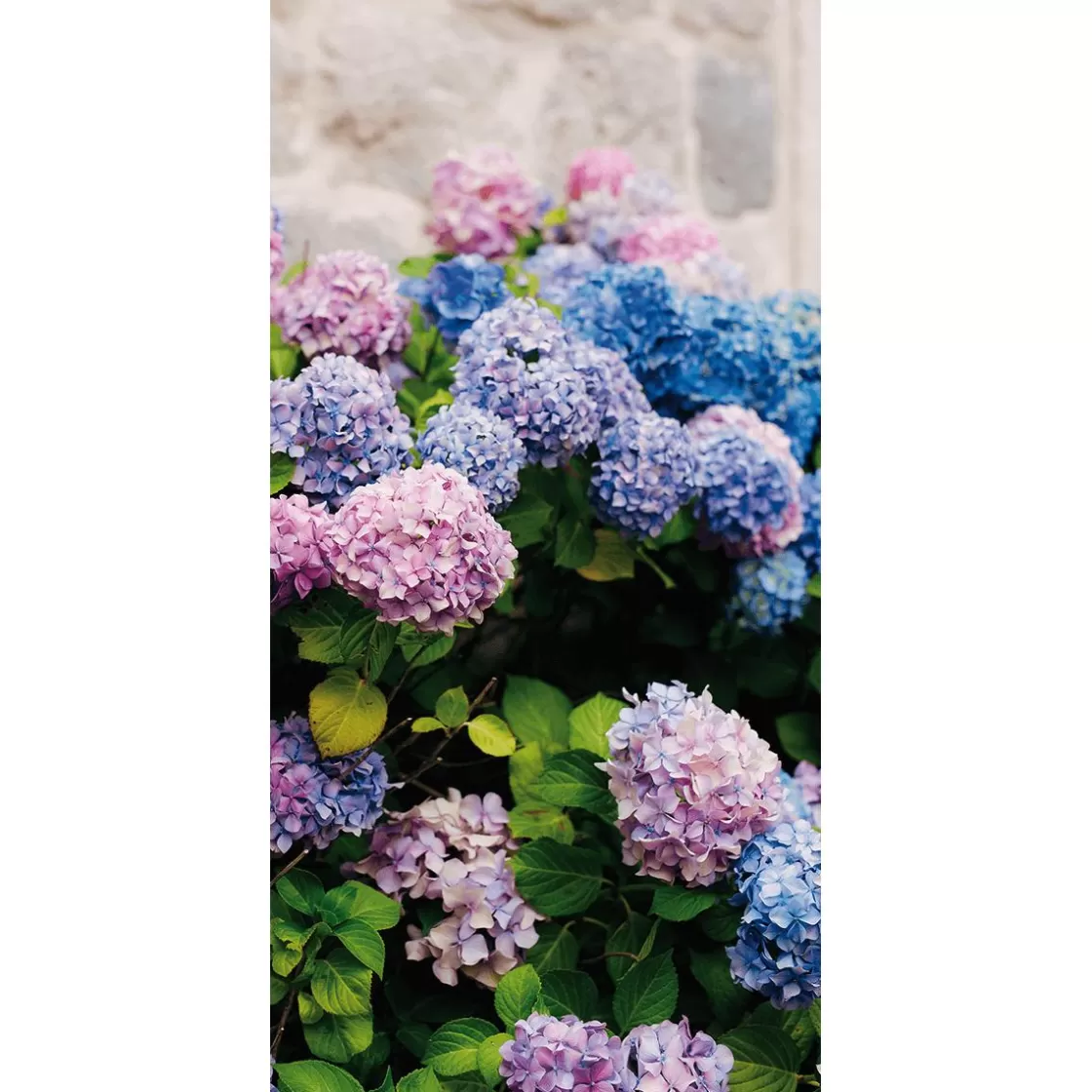 Decoración De Verano | Decoración De Primavera>DecoWoerner Pancarta De Tela Ignífuga "hortensias s, Moradas Y Azules" De Tela De Bandera 100 X 200 Cm rosa