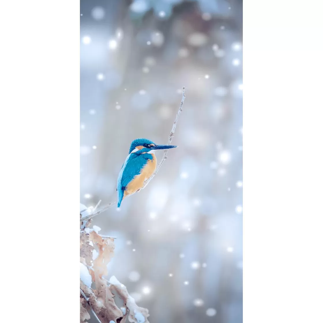 Decoración De Invierno | Pancartas De Navidad E Invierno>DecoWoerner Pancarta De Tela Ignífuga "Kingfisher" De Tela De Bandera 100 X 200 Cm azul