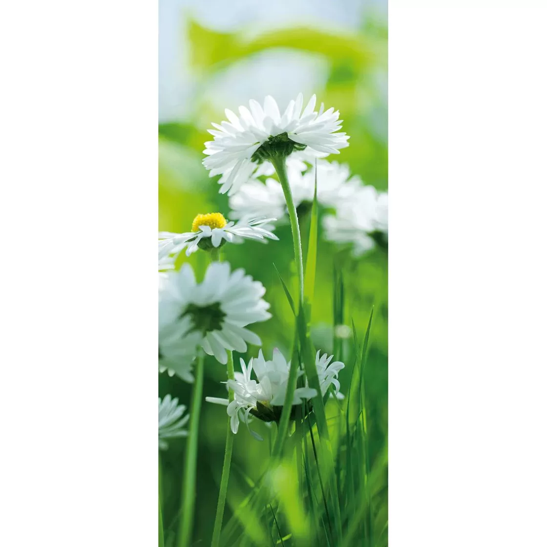 Decoración De Primavera | Pancartas De Primavera>DecoWoerner Pancarta De Tela Ignífuga "margaritas Blancas" De Tela De Bandera 75 X 180 Cm blanco
