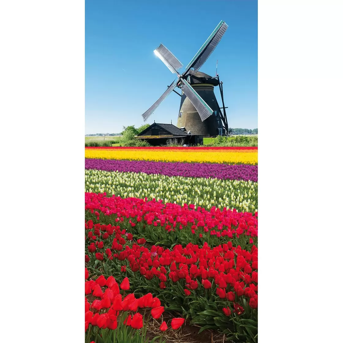 Pancartas De Primavera>DecoWoerner Pancarta De Tela Ignífuga "Molino De Viento En El Campo De Tulipanes" De Tela De Bandera 100 X 200 Cm rojo