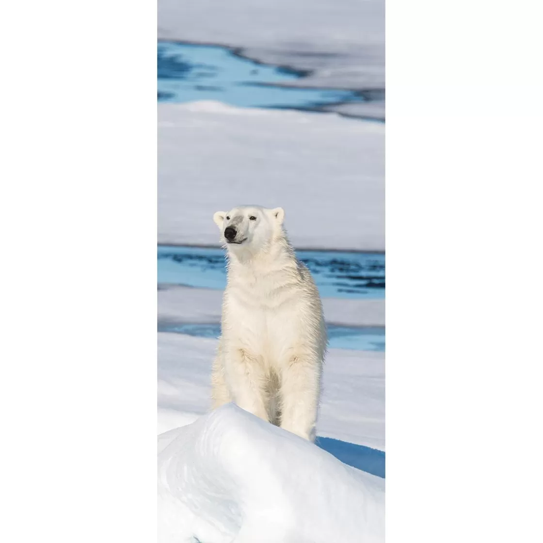 Decoración De Invierno | Pancartas De Navidad E Invierno>DecoWoerner Pancarta De Tela Ignífuga "Oso Polar" De Tela De Bandera 75 X 180 Cm blanco