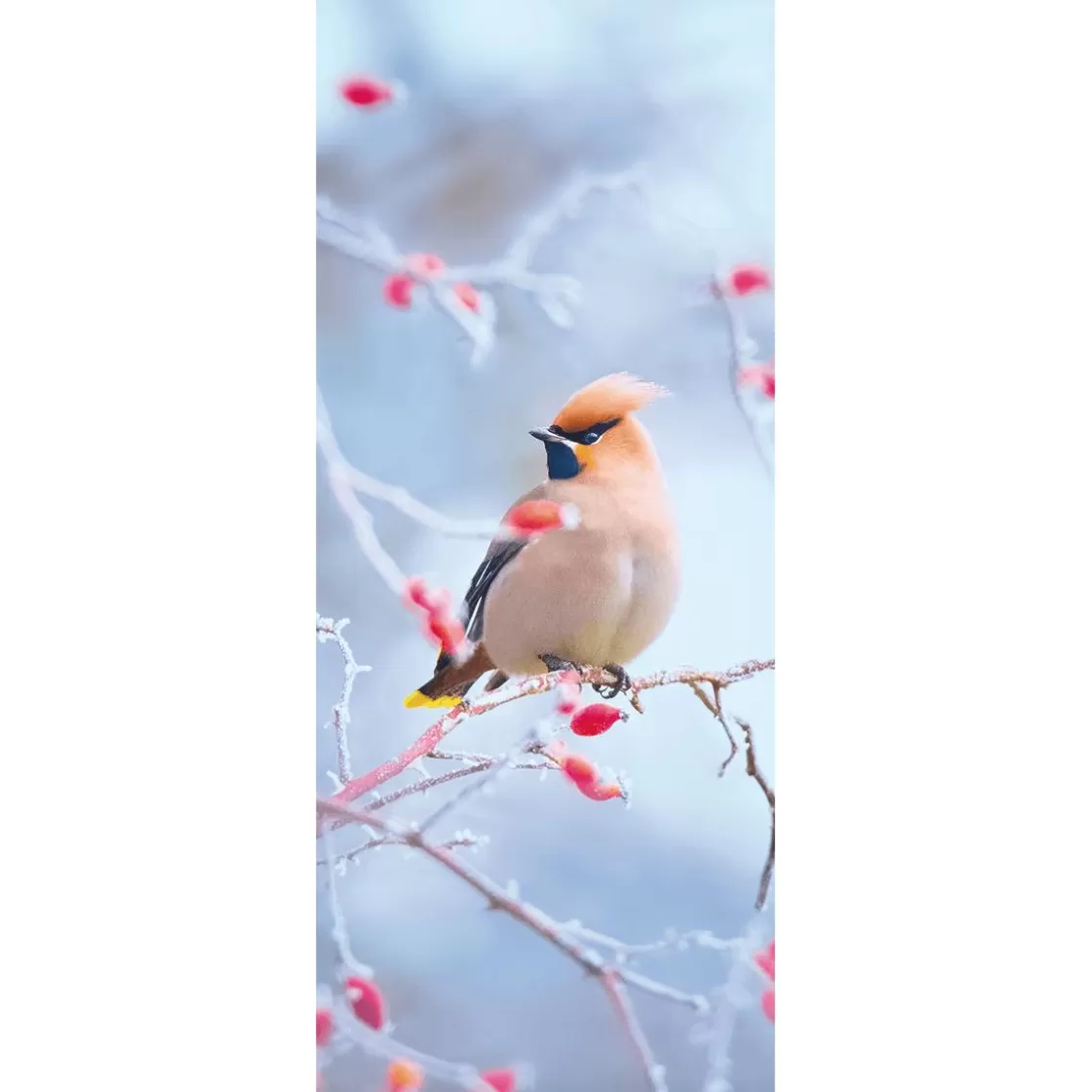 Decoración De Invierno | Pancartas De Navidad E Invierno>DecoWoerner Pancarta De Tela Ignífuga "Pájaro De Cola De Seda En Rosa Mosqueta" De Tela De Bandera 75 X 180 Cm marrón