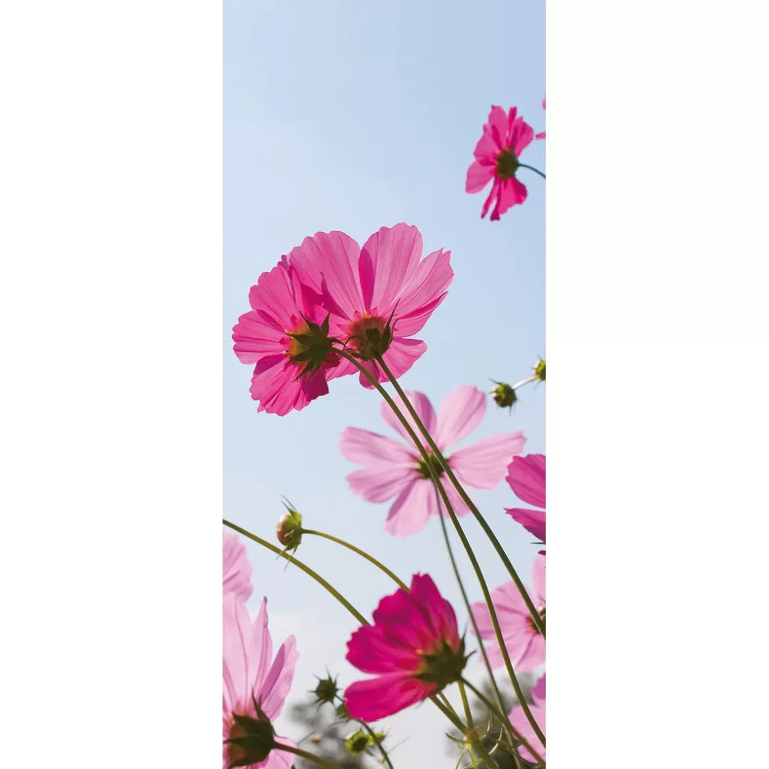 Decoración De Primavera | Pancartas De Verano>DecoWoerner Pancarta De Tela Retardante De La Llama Cosmea Tela De La Bandera 75 X 180 Cm rosa