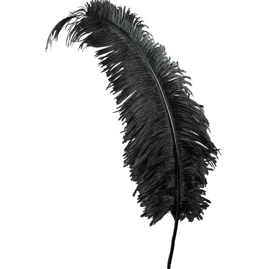 Decoración Temática>DecoWoerner Pluma De Avestruz, Color negro
