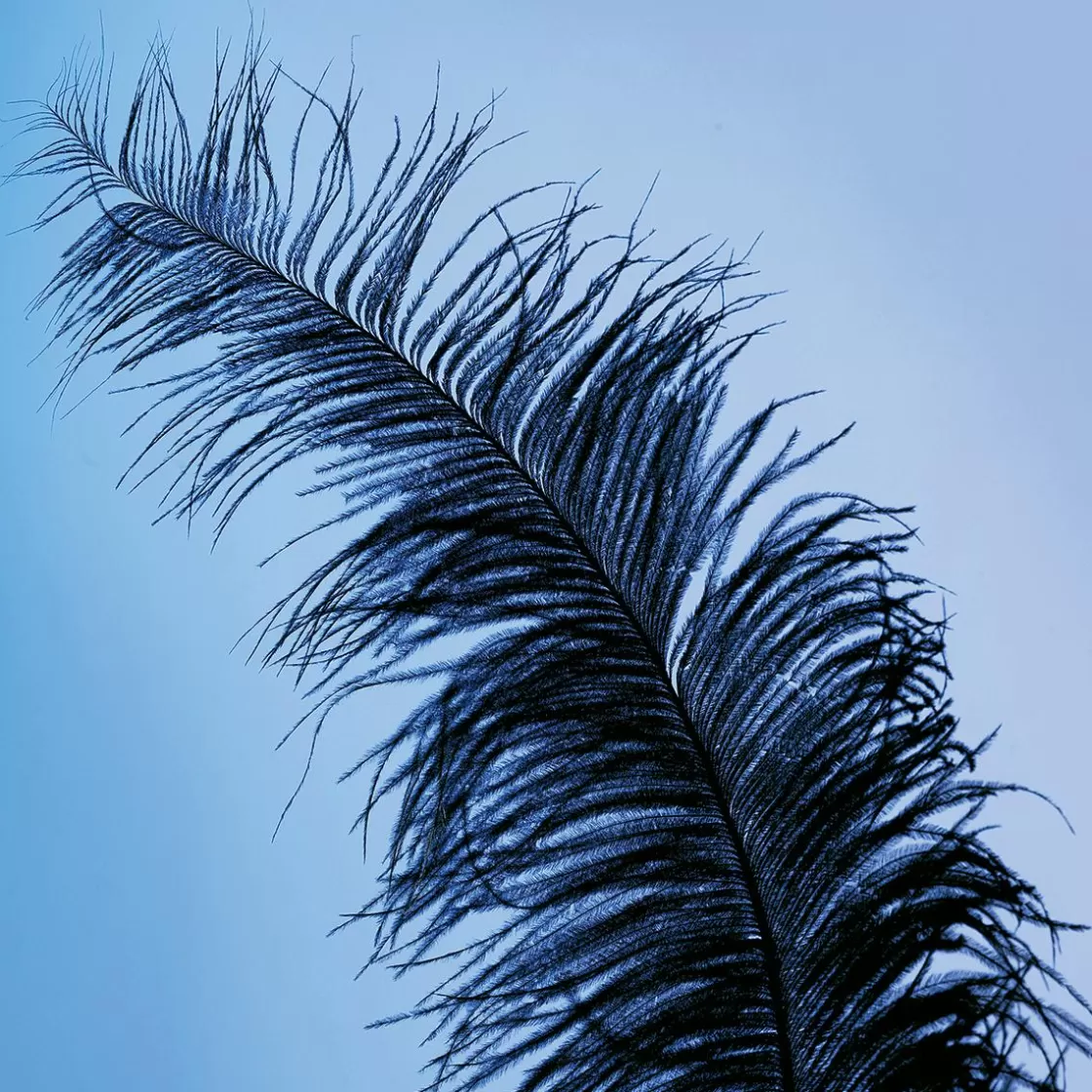 Decoración Temática>DecoWoerner Pluma De Avestruz, Color negro