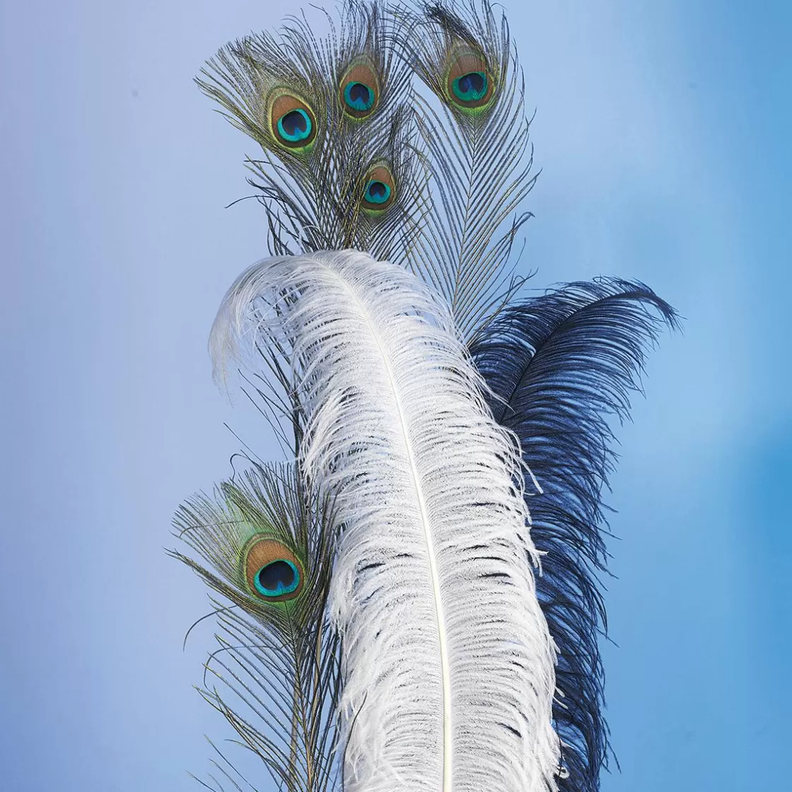 Decoración Temática>DecoWoerner Pluma De Avestruz, Color negro